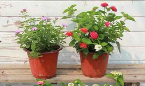 迪拜爆料网赌视频大全最新,揭秘网络赌博的黑暗面  第2张 迪拜爆料网赌视频大全最新,揭秘网络赌博的黑暗面  第2张