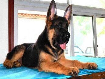 狼狗最新爆料视频大全下载,揭秘幕后真相,带你领略真实世界