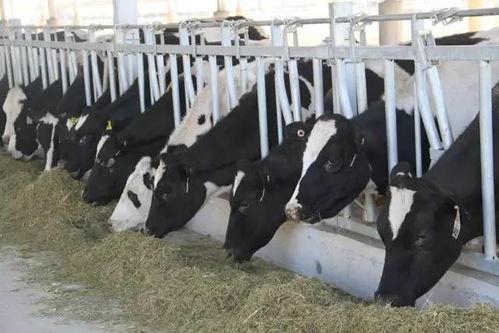 奶牛在线观看  第3张 奶牛在线观看  第3张