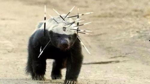 平头哥最新爆料  第2张 平头哥最新爆料  第2张