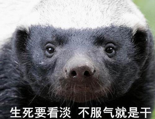 平头哥最新爆料  第3张 平头哥最新爆料  第3张